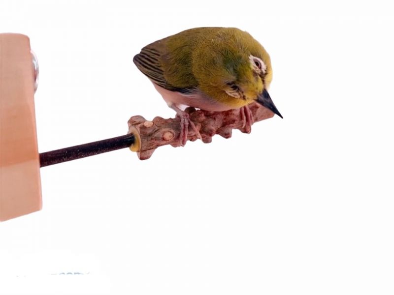 MY PET BIRD  綠繡眼花椒木站棍 極細 綠繡眼站台 bird perch stand
綠繡眼站架 Bird stand
綠繡眼站棍　Bird Perch
綠繡眼遊樂場 Bird Playground
綠繡眼鳥玩具 Parrot toys
綠繡眼鳥用品 bird products
綠繡眼攀爬繩 Climbing rope
綠繡眼梯子 ladder