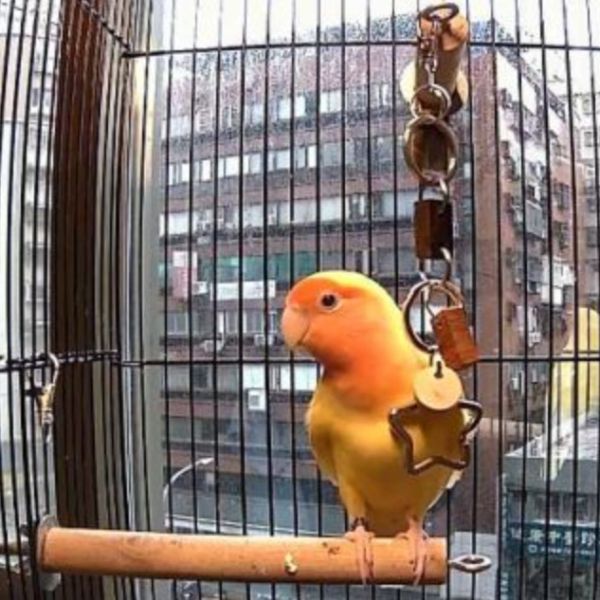 MY PET BIRD 玄鳳最愛金屬環玩具！搭配銅鈴增添活力 鸚鵡玩具
玄鳳金屬環
美麗安靜的鳥兒
玄鳳活力玩具
銅鈴清脆聲響
DIY玩具料包
鳥類遊戲玩具
寵物鸚鵡玩耍
自行串組玩具
寵物活動玩具