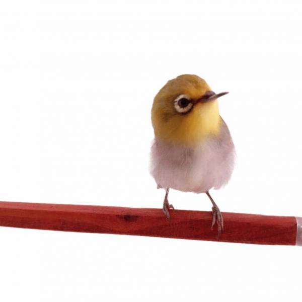 MY PET BIRD方棍 /小型鳥站棍 寵物文創,鳥玩具,鸚鵡玩具,文鳥,玄鳳,和尚,虎皮,綠繡眼,凱克,寵物用品,寵物玩具,咬物