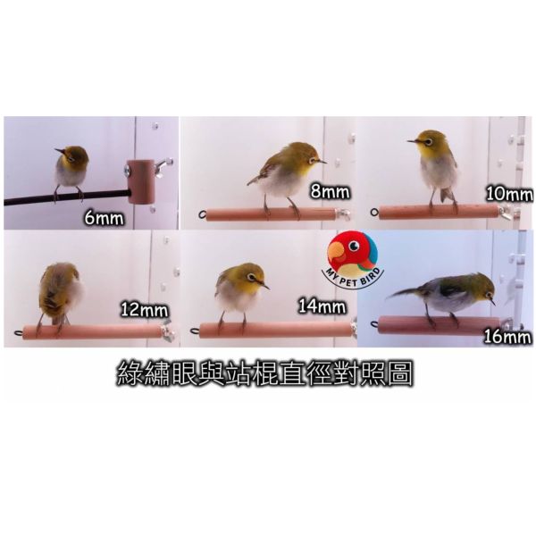 MY PET BIRD  胡桃木站棍 鸚鵡站棍
鳥類站立架
寵物站立訓練器材
鸚鵡活動訓練棒
可調節高度鳥類站立器材
天然木鳥類站立架
無毒寵物訓練玩具
多功能鸚鵡訓練用品
適合鸚鵡站立練習的玩具