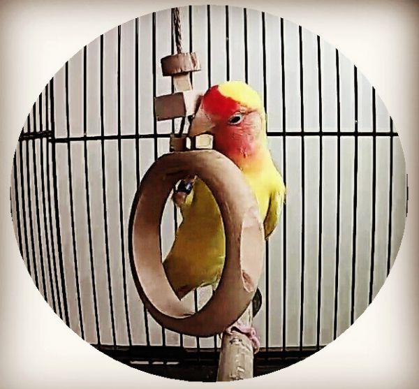 MY PET BIRD  小型鳥環形鞦韆 鳥用鞦韆
小鸚鵡鞦韆
3D立體造型鞦韆
方形支架座鞦韆
鳥類遊戲玩具
鳥類運動器材
室內外適用鳥類鞦韆
容易清洗鳥用鞦韆
鳥類健康促進器材
鳥類樂趣遊戲器材