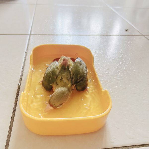 MY PET BIRD  新經濟寵物浴盆 新經濟寵物浴盆
實用寵物浴盆
方便洗澡解決方案
環保寵物浴盆
舒適寵物洗澡體驗
寵物洗澡器具
耐用寵物浴盆
節水浴盆
家用寵物洗澡工具
多功能寵物浴盆