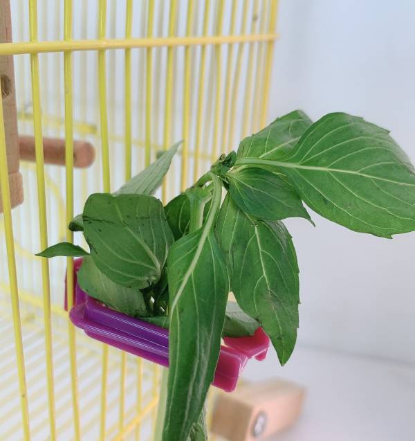 MY PET BIRD 寵物用菜夾 寵物菜夾
寵物食物夾子
寵物飼料夾
多功能寵物菜夾
耐熱寵物食物夾
方便寵物餵食工具
寵物用餐夾
安全寵物食物夾
長柄寵物菜夾
食物夾子適用於寵物