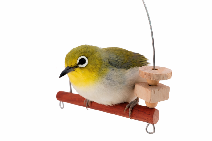 W519 綠繡眼專用迷你鞦韆 不鏽鋼支撐 紅花梨木 原創設計 文鳥咬串 鸚鵡玩具綠繡眼、迷你鞦韆、不銹鋼支撐、時尚設計、咬物選擇、寵物鳥娛樂