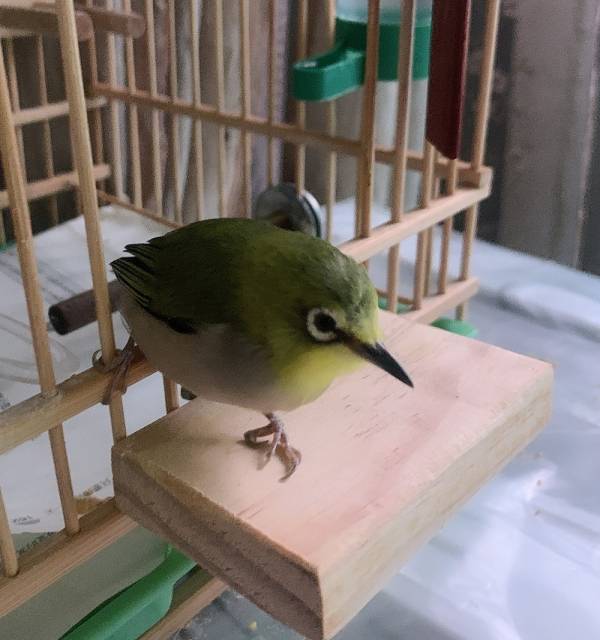 MY PET BIRD 鳥籠門前便利小站台/ 簡單便宜又實用讓鳥寶出入鳥籠更方便 鳥籠
鳥寶
鳥籠站台
小鳥配件
鳥籠附件
鳥籠設備
鳥類用品
鳥籠配件
鳥類生活用品
鳥籠出入口
鳥籠進出口
鳥籠設計
寵鳥用品
鳥類飼養用品
鳥籠周邊商品
鳥類用具
鳥籠實用工具
鳥籠便利小物
鳥籠周邊產品
鳥寶生活配件