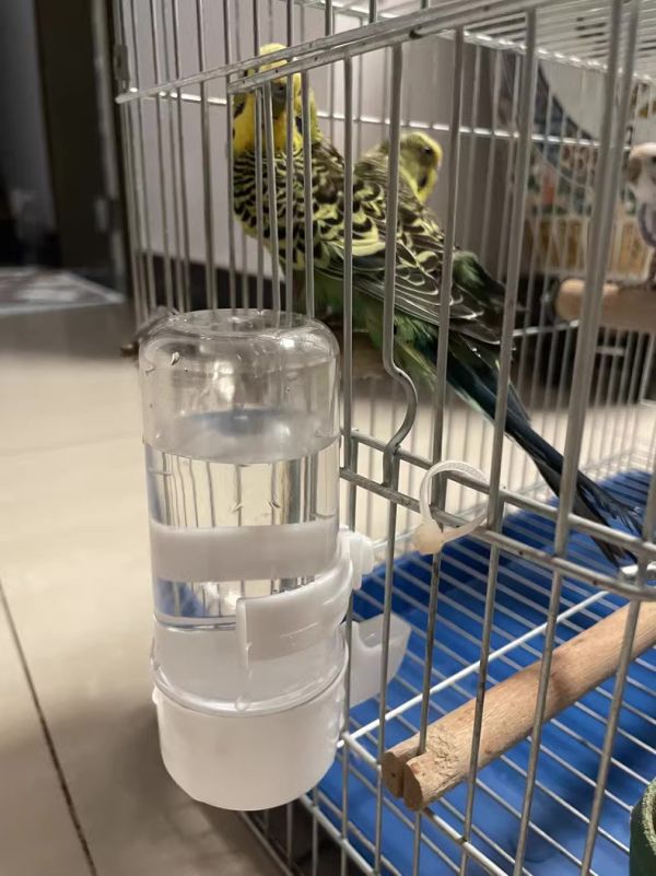 MY PET BIRD 質優飲水器 鸚鵡飲水器
高品質鸚鵡飲水器
安全健康的鸚鵡飲水設備
飲水器適合鸚鵡使用
鸚鵡專用飲水設備
提供乾淨飲水的鸚鵡飲水器
鸚鵡飲水器推薦
環保節能的鸚鵡飲水設備
鸚鵡飲水器品牌比較
保護鸚鵡健康的飲水選擇