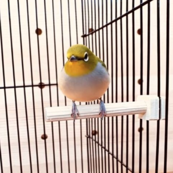 W867 綠繡眼專用睡桿｜迷你站棍 寵物文創,鳥玩具,鸚鵡玩具,文鳥,玄鳳,和尚,虎皮,綠繡眼,凱克,寵物用品,寵物玩具,咬物