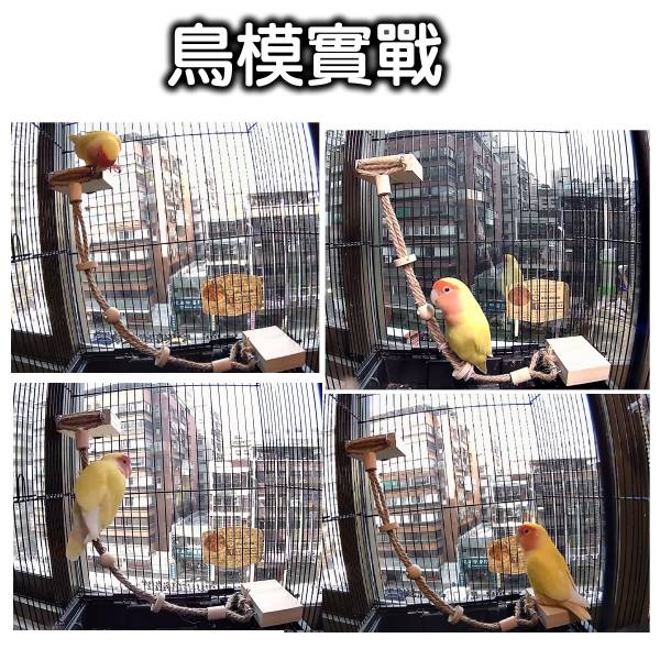 W721 空中纜繩 鸚鵡站台
鸚鵡活動台
鳥類休息台
寵物休息訓練架
可調節高度鳥類休息台
天然木鳥類站立架
無毒寵物訓練玩具
多功能鸚鵡訓練用品
適合鸚鵡休息和站立練習的玩具