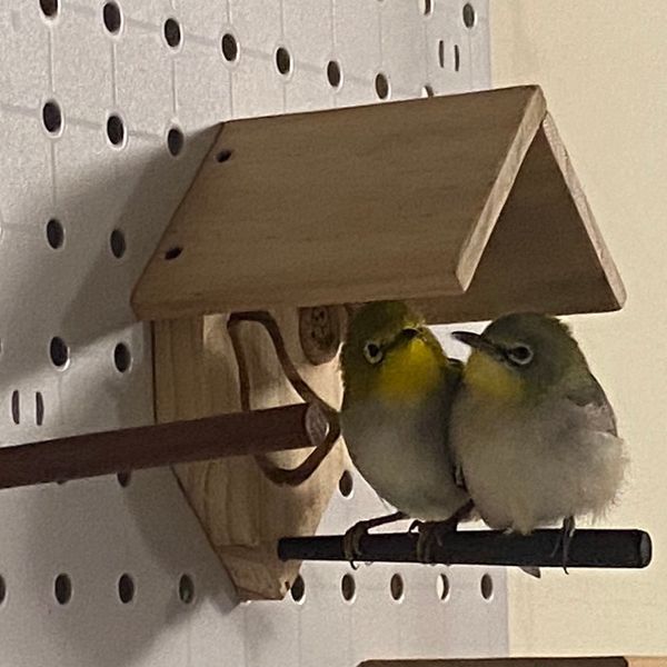 MY PET BIRD 涼亭小木屋｜綠繡眼　文鳥 綠繡眼、小木屋、紫光檀、時尚簡約、設計、站棍、清潔、舒適、棲息環境