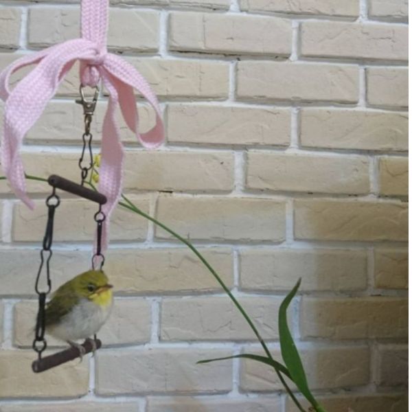 MY PET BIRD  綠繡眼檀木迷你鞦韆 綠繡眼檀木鞦韆、極細站棍、檀木材質、質硬耐用、沈穩、鳥類遊戲設施、綠繡眼寵物、優質檀木、遊玩樂趣、家居環境、自然氛圍、健康運動、愉悅娛樂體驗。