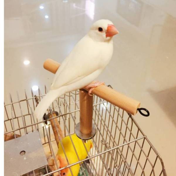 MY PET BIRD  T型籠外站棍 T字籠外站桿
鳥籠固定站棍
鳥類便便排泄設備
鳥類停留技巧訓練工具
鳥籠外站桿清潔省時
安全固定鳥籠頂端工具
幼鳥訓練站在外站桿上
養鴿子式習慣訓練產品
安全健康鳥寶養成工具
鳥籠排便習慣訓練器具