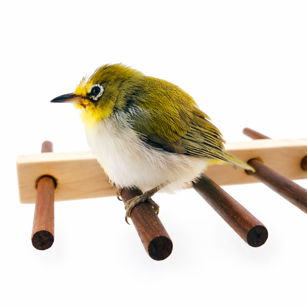 W752B 殘疾鳥特製站架 鳥類用品
殘疾鳥站架
鳥友用品
活動食盒
鳥類飼料器
鳥寶站立器
專業鳥類配件
人性化鳥類用品
穩固支撐站架
無障礙鳥類用品
鳥類健康產品
鳥類飲水器
鳥類玩具
輕鬆移動鳥站架
鳥類訓練用品