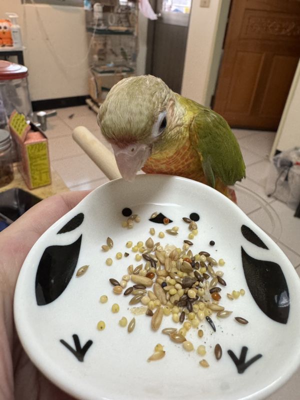 日本 現貨 文鳥造型萌趣淺碟 新經濟寵物浴盆
實用寵物浴盆
方便洗澡解決方案
環保寵物浴盆
舒適寵物洗澡體驗
寵物洗澡器具
耐用寵物浴盆
節水浴盆
家用寵物洗澡工具
多功能寵物浴盆