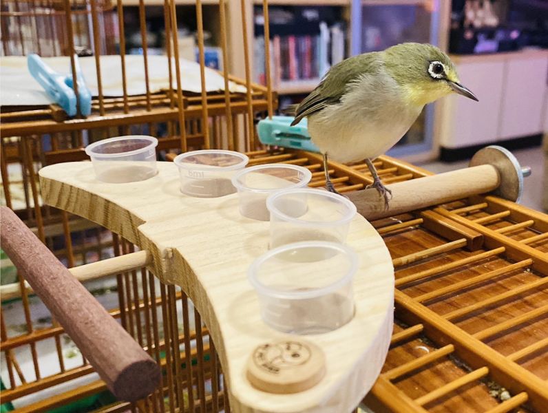 MY PET BIRD 5食盒綠繡眼食物架 鳥類食盒：吸引尋找鳥類食物配件的人群。
便捷分裝食盒：突顯產品方便的食物分裝功能。
多元飲食選擇：強調產品提供多樣化的飲食選擇。
6ml小容量食盒：突顯產品的小巧可愛特點和容量。
節省食物浪費：針對關心食物浪費的人群。
延伸站棍：強調產品附帶的延伸站棍設計。
鳥類活動空間：針對追求為鳥類提供更大活動空間的人群。
鳥類飲食配件：吸引對鳥類飲食配件的潛在客戶。
美觀小巧食盒：強調產品的