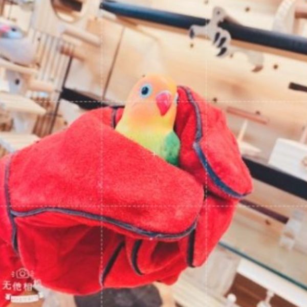 MY PET BIRD 鸚鵡防咬手套 鸚鵡防咬手套
鸚鵡咬傷防護手套
寵物鸚鵡防咬手套
鸚鵡訓練防咬手套
鸚鵡防咬保護手套
鸚鵡安全防咬手套
鸚鵡防咬訓練工具
鸚鵡防咬手套控制器
鸚鵡咬傷防護用品
鸚鵡防咬手套訓練工具