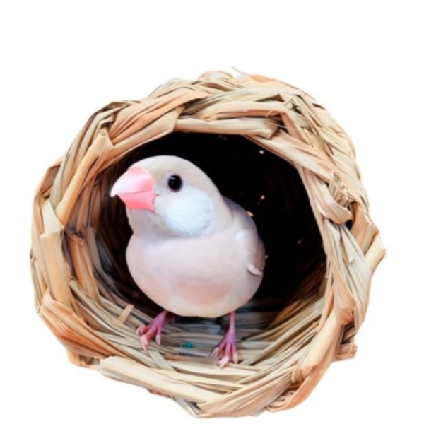 天然草窩 草編窩 鳥巢 /文鳥窩/無棉繩鳥窩 草窩
鸚鵡玩具 寵物文創 鳥玩具