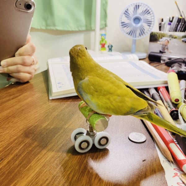 MY PET BIRD 鸚鵡溜冰鞋 / 平衡訓練玩具 鸚鵡滑輪訓練玩具
鸚鵡滑輪溜冰鞋
鸚鵡滑輪遊戲訓練器具
寵物鸚鵡滑輪玩具
鸚鵡滑輪訓練器
鸚鵡滑輪運動玩具
鸚鵡滑輪訓練樂趣
鸚鵡滑輪運動訓練器
室內鸚鵡滑輪玩具
鸚鵡滑輪遊戲訓練設備