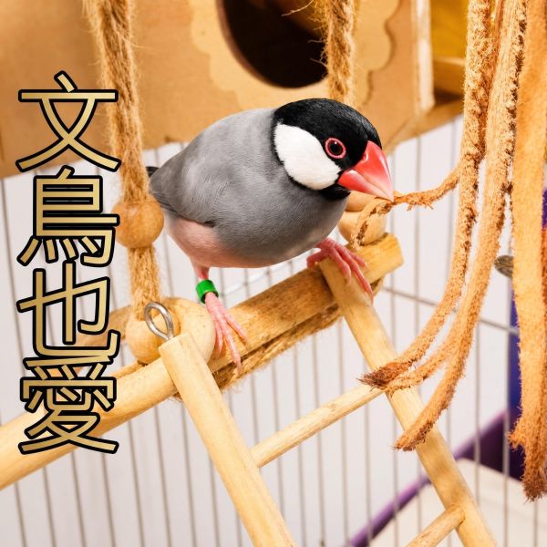 W006 鸚鵡啃咬玩具 W006, 鸚鵡啃咬玩具, 牛皮鸚鵡咬物, 鸚鵡皮串玩具, 鳥用咬物, 鸚鵡咀嚼玩具, 玄鳳啃咬玩具, 小太陽玩具, MY PET BIRD