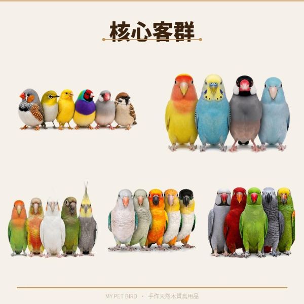 199免運 鸚鵡站台
鸚鵡活動台
鳥類休息台
寵物休息訓練架
可調節高度鳥類休息台
天然木鳥類站立架
無毒寵物訓練玩具
多功能鸚鵡訓練用品
適合鸚鵡休息和站立練習的玩具