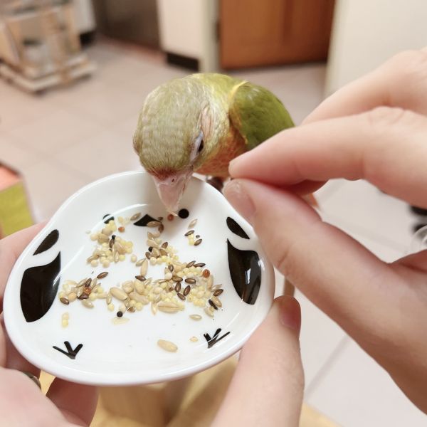 日本 現貨 文鳥造型萌趣淺碟 新經濟寵物浴盆
實用寵物浴盆
方便洗澡解決方案
環保寵物浴盆
舒適寵物洗澡體驗
寵物洗澡器具
耐用寵物浴盆
節水浴盆
家用寵物洗澡工具
多功能寵物浴盆