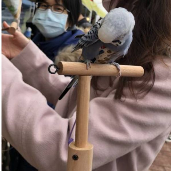 MY PET BIRD 手持鳥架/外出必備工具/與鳥寶近距離互動 手持鳥架手架
鳥類訓練工具
防咬手架
鳥寶互動工具
外出必備鳥類用品
輕巧手架
鳥類近距離互動工具
防止手部酸痛工具
便攜式手持鳥架
鳥寶羊耳圈附件