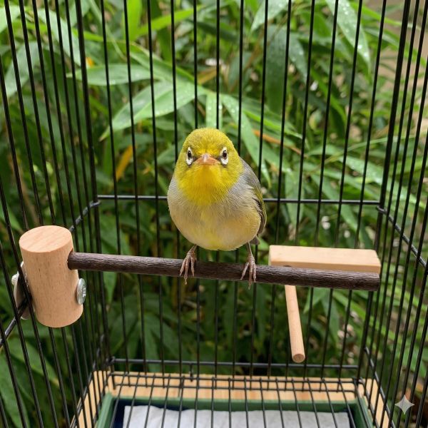 W835A  綠繡眼紫光檀木站棍 鳥類站立架
寵物站立訓練器材
鸚鵡活動訓練棒
可調節高度鳥類站立器材
天然木鳥類站立架
無毒寵物訓練玩具
多功能鸚鵡訓練用品
適合鸚鵡站立練習的玩具