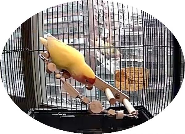 MY PET BIRD 天空步道鸚鵡爬梯W605 鳥用梯子
小型鳥用梯子
鳥類攀爬梯
鳥籠玩具
天然竹製鳥用梯子
鳥類運動訓練用品
安全可靠鳥用梯子
易於安裝的鳥用梯子
適用於不同大小的鳥籠
高品質鳥用梯子