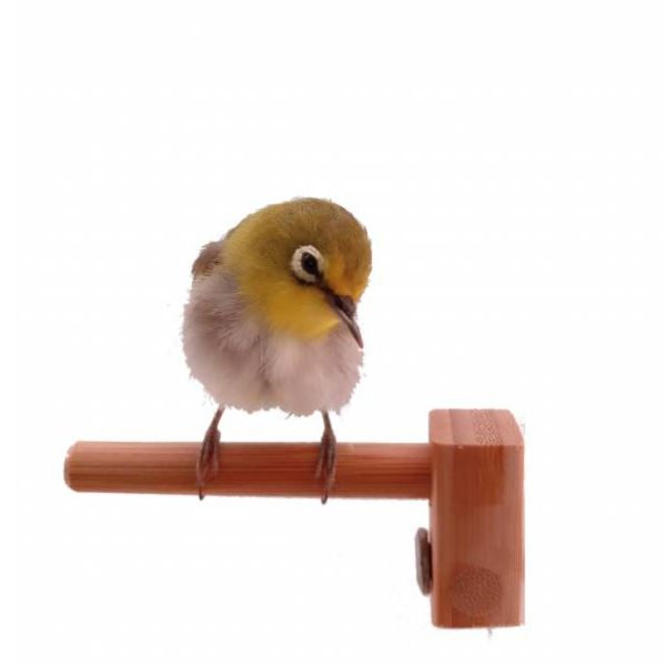 MY PET BIRD 迷你竹站棍 綠繡眼訓練工具
竹質站棍
小腳訓練器材
直徑10mm竹棍
平衡訓練工具
鳥兒站棍模擬
樹枝晃動感覺
綠繡眼運動訓練器具
綠繡眼腳部力量訓練
竹製訓練棍具