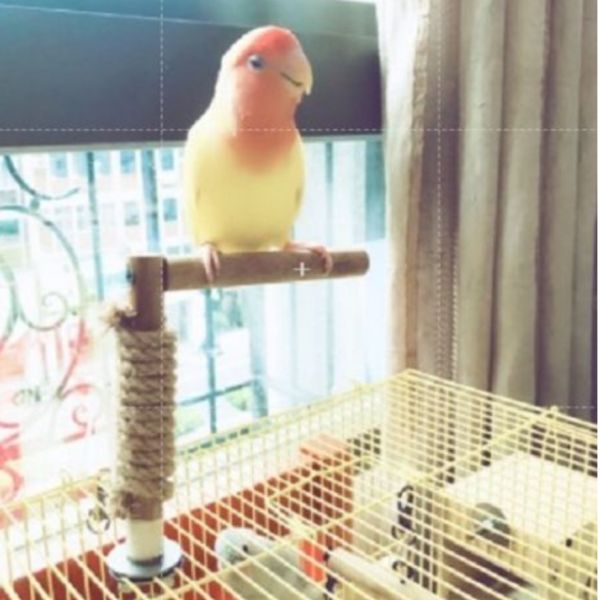 MY PET BIRD L型籠頂站棍 寵物文創,鳥玩具,鸚鵡玩具,文鳥,玄鳳,和尚,虎皮,綠繡眼,凱克,寵物用品,寵物玩具,咬物