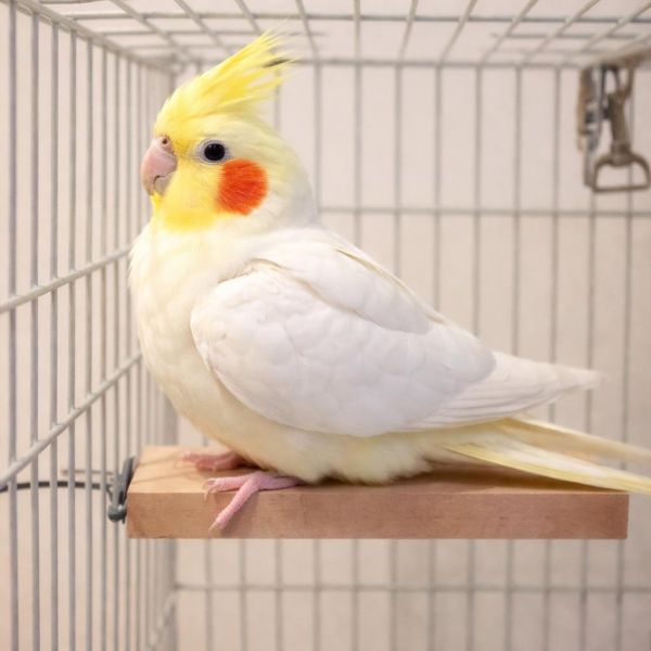 w715 南洋檜木鳥站台｜天然實木｜穩固防滑｜鳥寶安心首選 南洋檜木鳥站台

鳥用站台

檜木鳥站架

實木鳥站台

鳥站台推薦