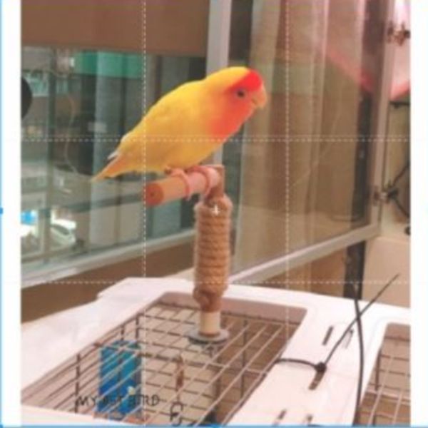 MY PET BIRD L型籠頂站棍 寵物文創,鳥玩具,鸚鵡玩具,文鳥,玄鳳,和尚,虎皮,綠繡眼,凱克,寵物用品,寵物玩具,咬物