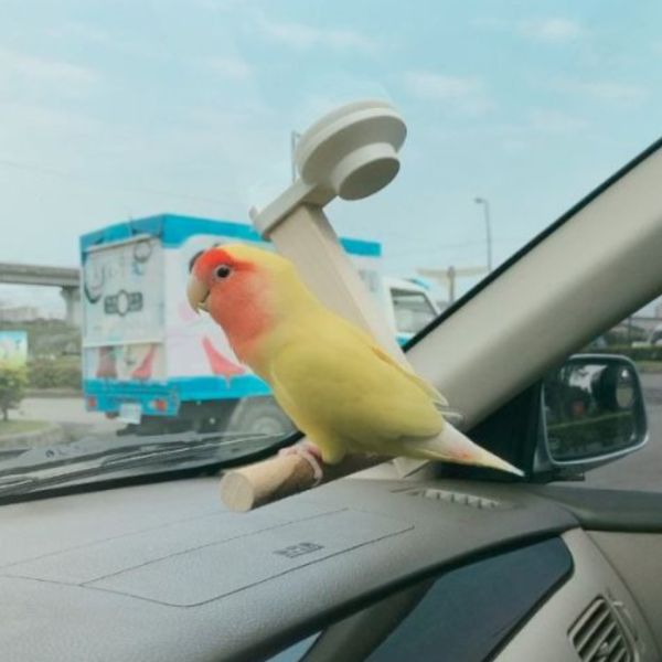 W803B 車用站架 寵物鳥用 吸盤式鳥站棍
鳥類活動站棍
吸盤式鳥類觀察器材
室內鳥類站棍
室外鳥類站棍
適用於鳥類的吸盤站棍