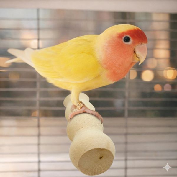 W853 中型鸚鵡曲線站棍 寵物文創,鳥玩具,鸚鵡玩具,文鳥,玄鳳,和尚,虎皮,綠繡眼,凱克,寵物用品,寵物玩具,咬物