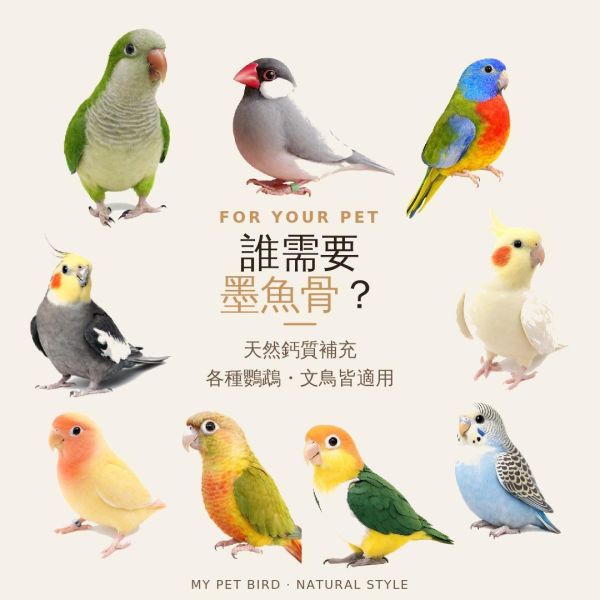 MY PET BIRD 澎湖產地墨魚骨粉 補鈣墨魚骨
鈣質補充
健康骨骼
強化骨骼
營養豐富
天然食材
高鈣來源
墨魚骨營養
骨骼健康