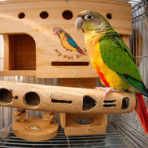 W874 鸚鵡發洩啃咬首選 | 26mm耐咬紙管玩具 26mm 紙管玩具
CNC 鏤空鳥玩具
幾何鏤空啃咬玩具
厚紙管鸚鵡玩具
鸚鵡暴力啃咬玩具
防止鸚鵡亂咬傢具
鳥寶發洩精力玩具
中小型鸚鵡耐咬玩具
鸚鵡減壓玩具