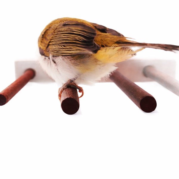 W752B 殘疾鳥特製站架 鳥類用品
殘疾鳥站架
鳥友用品
活動食盒
鳥類飼料器
鳥寶站立器
專業鳥類配件
人性化鳥類用品
穩固支撐站架
無障礙鳥類用品
鳥類健康產品
鳥類飲水器
鳥類玩具
輕鬆移動鳥站架
鳥類訓練用品