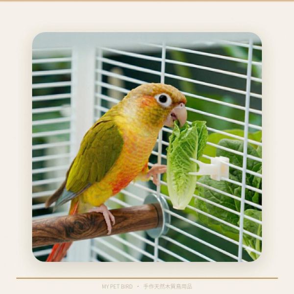 MY PET BIRD 鳥用簡易水果叉 台灣現貨 鳥用水果叉
鳥類水果叉
鳥籠配件：水果叉
鳥類飲食工具：水果叉
鳥類食物供應工具：水果叉
塑料鳥用水果叉
輕巧易清潔的鳥用水果叉
鳥類健康飲食必備：水果叉
提供多種食物選擇的鳥用水果叉
便利食物裝置：鳥用水果叉