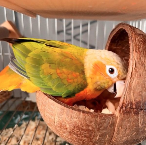 MY PET BIRD 台灣現貨/椰殼窩 椰殼鸚鵡木窩
小鸚鵡舒適窩巢
天然椰殼鸚鵡窩
耐用木質鸚鵡窩
易清洗鸚鵡木窩
鸚鵡舒適休憩空間
環保椰殼鸚鵡窩
手工製作鸚鵡木窩
自然材質鸚鵡窩
安全可靠的鸚鵡住所