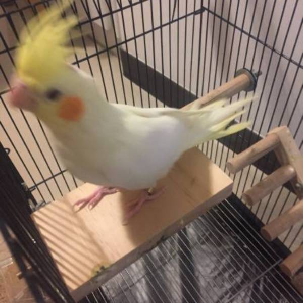MY PET BIRD 入門款鸚鵡站台 鸚鵡站台
鸚鵡活動台
鳥類休息台
寵物休息訓練架
可調節高度鳥類休息台
天然木鳥類站立架
無毒寵物訓練玩具
多功能鸚鵡訓練用品
適合鸚鵡休息和站立練習的玩具