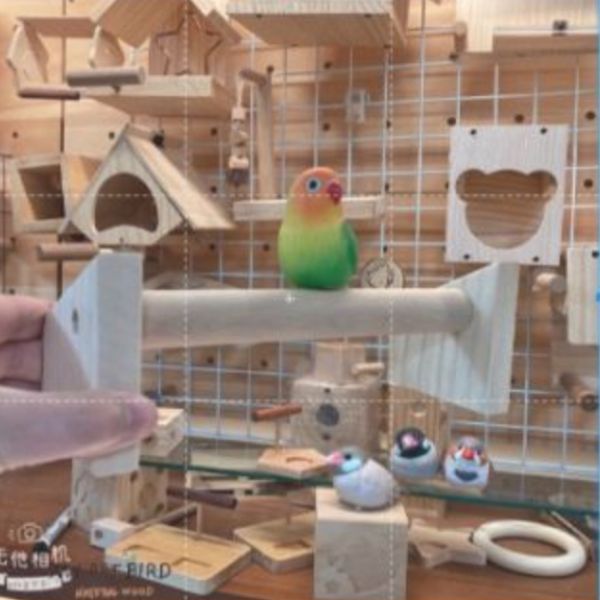 MY PET BIRD 中型鸚鵡桌上型便攜站架 文鳥 小鸚 牡丹 白頭翁 麻雀 虎皮 太平洋 玄鳳 小太陽 金太陽 和尚 
鸚鵡玩具 寵物文創 鳥玩具