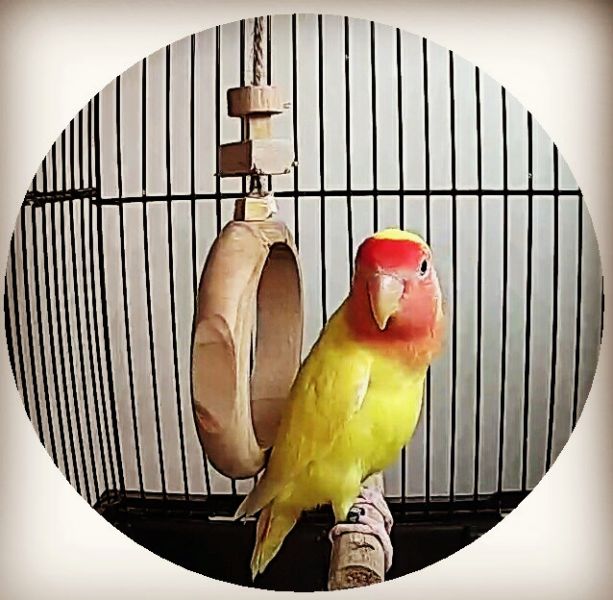 MY PET BIRD  小型鳥環形鞦韆 鳥用鞦韆
小鸚鵡鞦韆
3D立體造型鞦韆
方形支架座鞦韆
鳥類遊戲玩具
鳥類運動器材
室內外適用鳥類鞦韆
容易清洗鳥用鞦韆
鳥類健康促進器材
鳥類樂趣遊戲器材