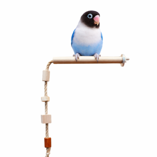 W602 鸚鵡籠內攀爬繩｜空降䌫繩 鸚鵡攀爬繩
鸚鵡娛樂用品
鸚鵡運動用品
天然棉繩鸚鵡攀爬繩
防咬鸚鵡攀爬繩
安全鸚鵡攀爬繩
易清潔鸚鵡攀爬繩
寵物鳥攀爬訓練用品
適合各種大小鸚鵡的攀爬繩
高品質鸚鵡攀爬繩