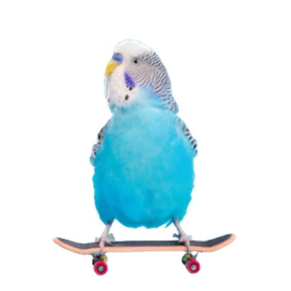 MY PET BIRD 為鸚鵡設計的迷你滑板車｜增添樂趣與活力 鸚鵡迷你滑板車
鸚鵡滑板腳下玩具
鸚鵡滑行遊戲玩具
鸚鵡滑板娛樂玩具
鸚鵡腳踏滑板車
鸚鵡滑板訓練玩具
鸚鵡滑行活動玩具
鸚鵡迷你滑行器具
鸚鵡滑板樂趣玩具
鸚鵡腳下運動滑板車