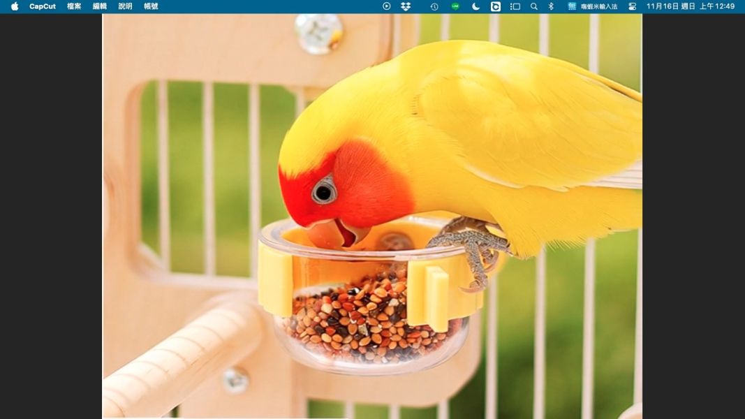 W9A1鸚鵡解悶玩具 多功能雲朵攀爬遊樂場 鸚鵡玩具、鳥玩具、小鸚鵡玩具、攀爬架、遊樂場、站台雲朵造型、實木、籠內外、多功能、玩耍、解悶