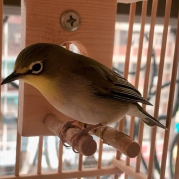 MY PET BIRD  綠繡眼小涼亭 綠繡眼站台 bird perch stand
綠繡眼站架 Bird stand
綠繡眼站棍　Bird Perch
綠繡眼遊樂場 Bird Playground
綠繡眼鳥玩具 Parrot toys
綠繡眼鳥用品 bird products
綠繡眼攀爬繩 Climbing rope
綠繡眼梯子 ladder