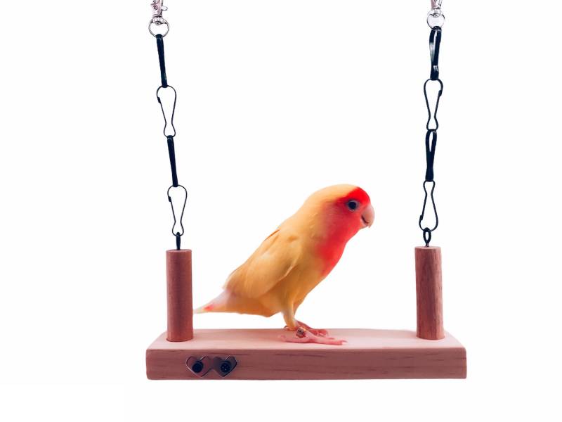MY PET BIRD 愛情鳥浪漫鞦韆 愛情鳥,浪漫鞦韆,遊玩環境,安全舒適,飛翔和玩耍,驚喜,美好回憶。