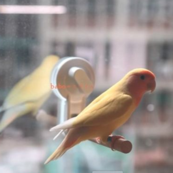 寵物鳥吸盤站架 吸盤式鳥站棍
鳥類活動站棍
吸盤式鳥類觀察器材
室內鳥類站棍
室外鳥類站棍
適用於鳥類的吸盤站棍