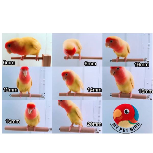 MY PET BIRD  胡桃木站棍 鸚鵡站棍
鳥類站立架
寵物站立訓練器材
鸚鵡活動訓練棒
可調節高度鳥類站立器材
天然木鳥類站立架
無毒寵物訓練玩具
多功能鸚鵡訓練用品
適合鸚鵡站立練習的玩具