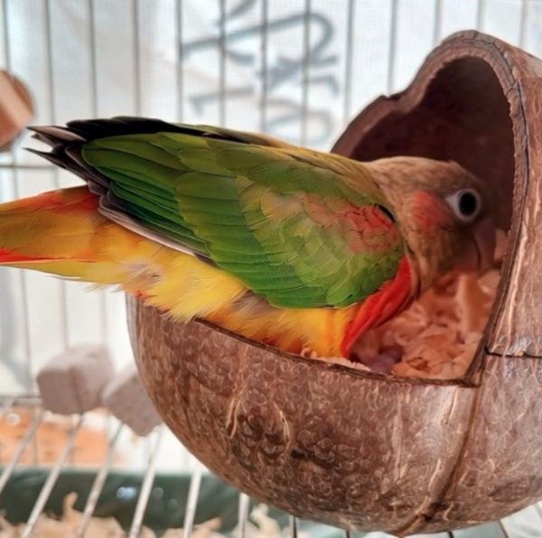 MY PET BIRD 台灣現貨/椰殼窩 椰殼鸚鵡木窩
小鸚鵡舒適窩巢
天然椰殼鸚鵡窩
耐用木質鸚鵡窩
易清洗鸚鵡木窩
鸚鵡舒適休憩空間
環保椰殼鸚鵡窩
手工製作鸚鵡木窩
自然材質鸚鵡窩
安全可靠的鸚鵡住所