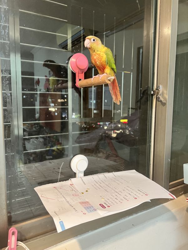 寵物鳥吸盤站架 吸盤式鳥站棍
鳥類活動站棍
吸盤式鳥類觀察器材
室內鳥類站棍
室外鳥類站棍
適用於鳥類的吸盤站棍